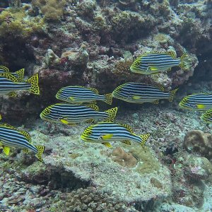 Süd-Male Atoll / Embudu