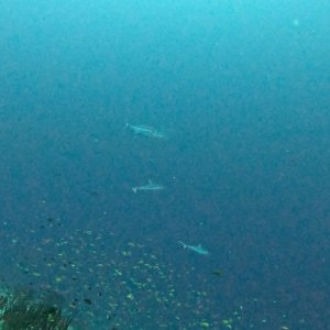 Süd Male Atoll / Embudu