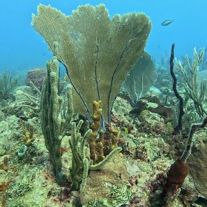 Bayahibe (2025)